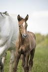 Austrian warmbloods