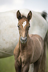 Austrian warmbloods