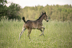 Austrian warmblood foal