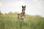 Austrian warmblood foal