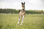 Austrian warmblood foal