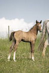 Austrian warmblood foal