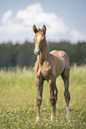 Austrian warmblood foal
