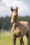 Austrian warmblood foal