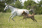 Austrian warmbloods