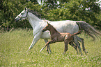 Austrian warmbloods