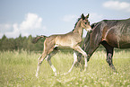 Austrian warmbloods