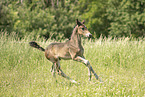 Austrian warmblood foal