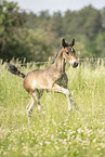 Austrian warmblood foal