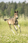Austrian warmblood foal
