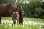 Austrian warmbloods