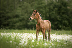 Austrian warmblood foal