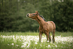 Austrian warmblood foal