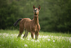 Austrian warmblood foal