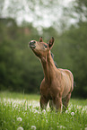 Austrian warmblood foal