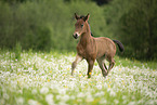 Austrian warmblood foal