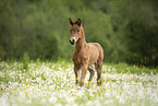 Austrian warmblood foal