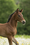 Austrian warmblood foal