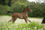Austrian warmblood foal