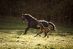 Austrian warmbloods