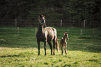 Austrian warmbloods
