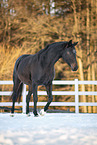 Austrian Warmblood