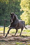 Austrian Warmblood