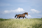 Austrian Warmblood