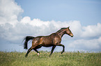 Austrian Warmblood