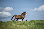 Austrian Warmblood