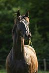 Austrian Warmblood