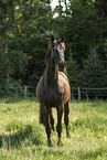 Austrian Warmblood