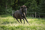 Austrian Warmblood