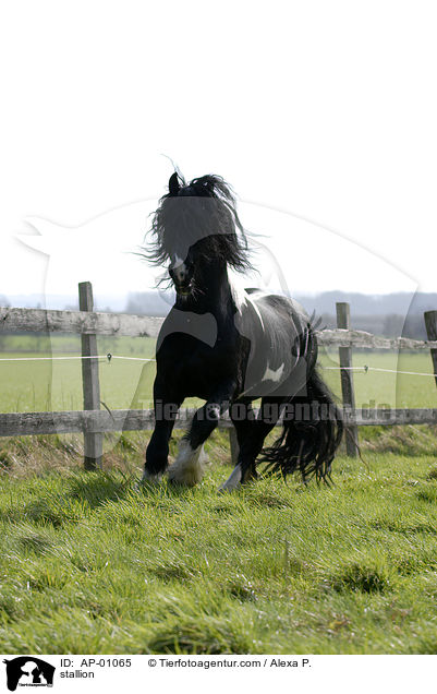 Barockpinto Hengst / stallion / AP-01065