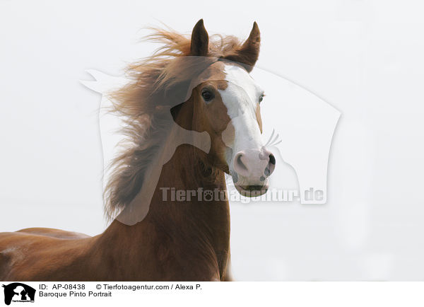 Baroque Pinto Portrait / AP-08438