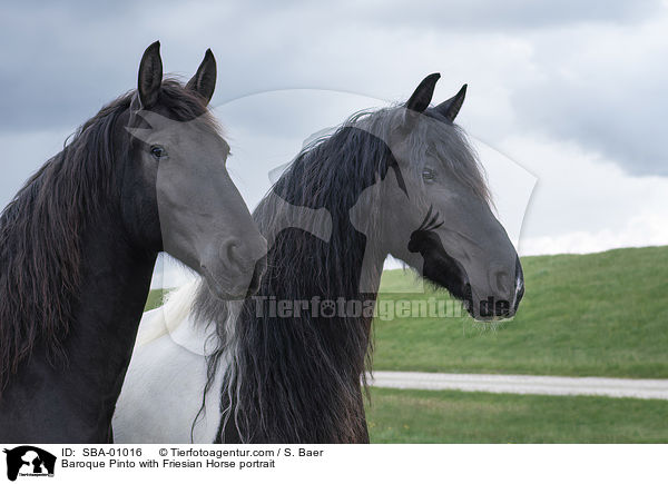 Baroque Pinto with Friesian Horse portrait / SBA-01016