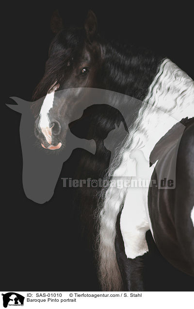 Baroque Pinto portrait / SAS-01010