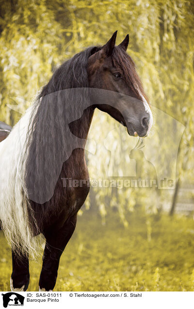 Baroque Pinto / SAS-01011