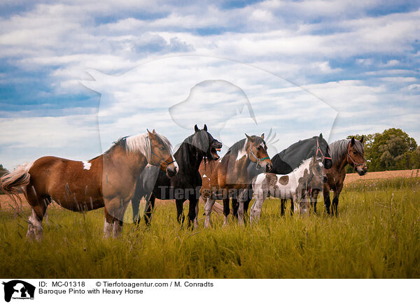 Baroque Pinto with Heavy Horse / MC-01318