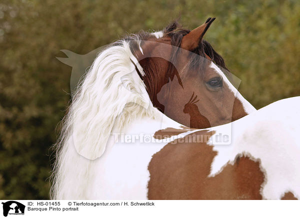 Baroque Pinto portrait / HS-01455