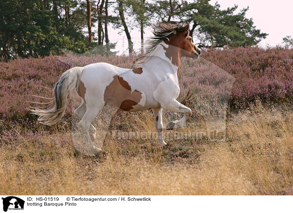 trotting Baroque Pinto / HS-01519