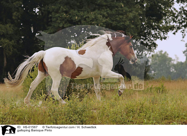 galloping Baroque Pinto / HS-01567
