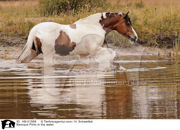 Baroque Pinto in the water / HS-01568