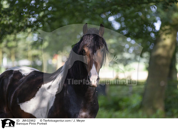 Baroque Pinto Portrait / JM-02962