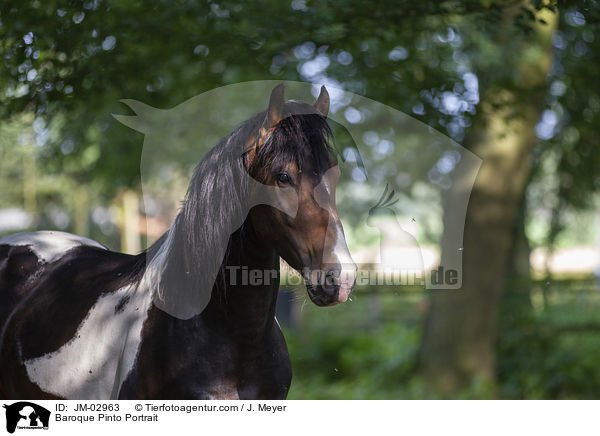 Baroque Pinto Portrait / JM-02963