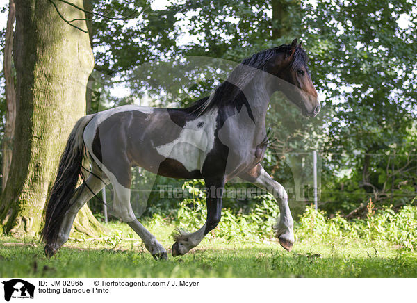 trotting Baroque Pinto / JM-02965