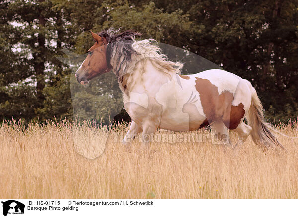 Baroque Pinto gelding / HS-01715