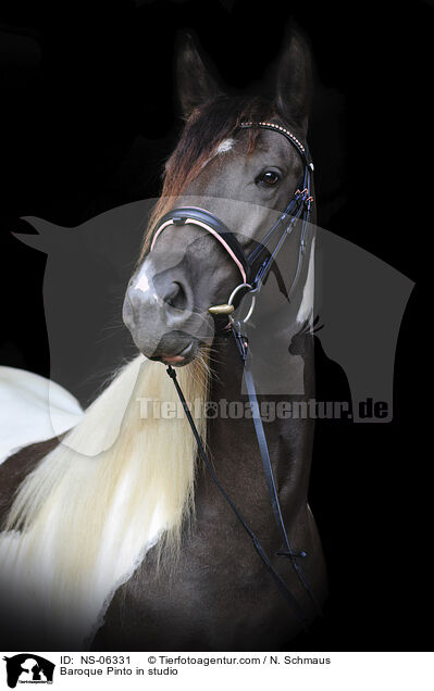 Baroque Pinto in studio / NS-06331