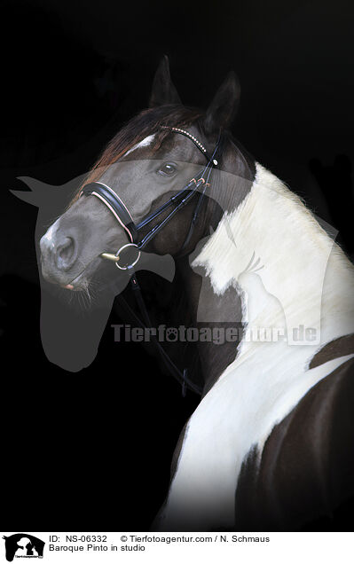 Baroque Pinto in studio / NS-06332