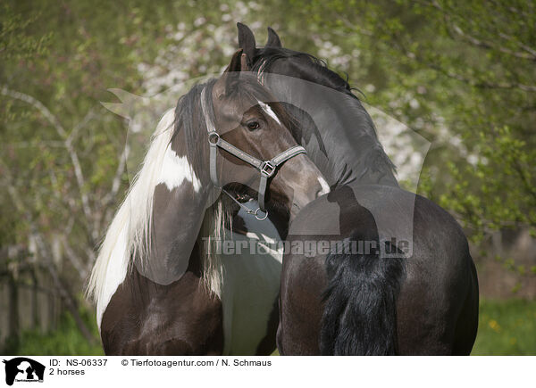 2 horses / NS-06337